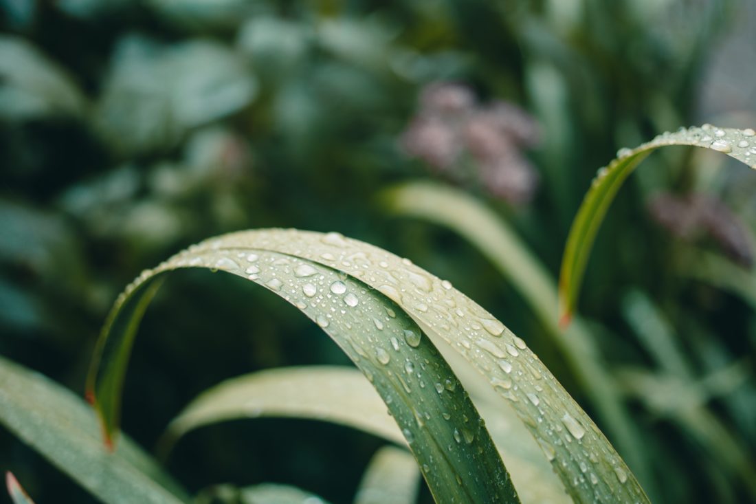 Free stock image of Plants Water Droplets