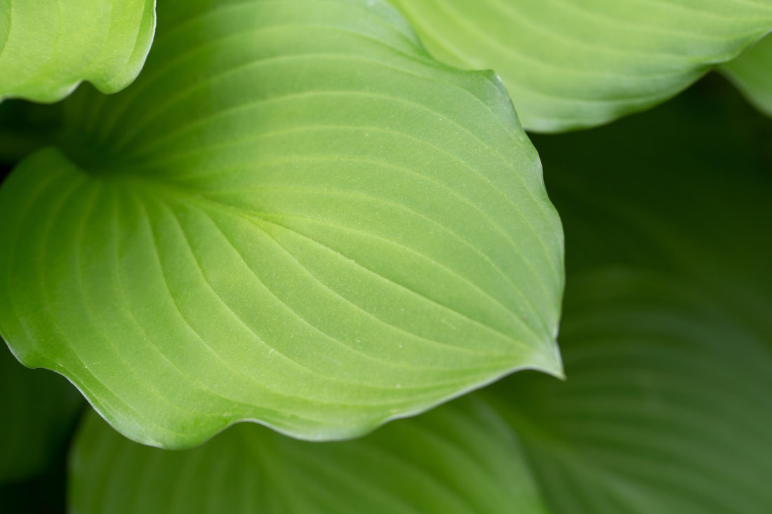 Free stock image of Macro Plant Leaf