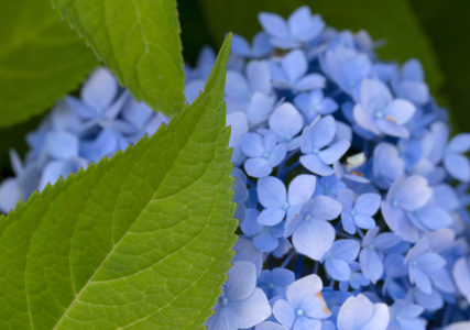 Blue Flowers