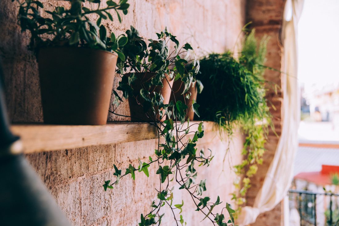 Free stock image of Potted Plants