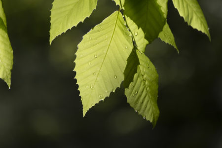 Green Leaves Close up