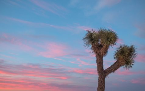 Joshua Tree Sunset