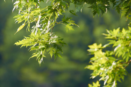 Maple Tree Leaves