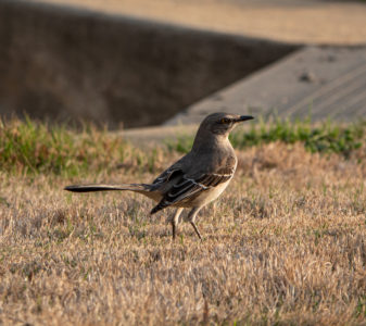 Bird Wildlife