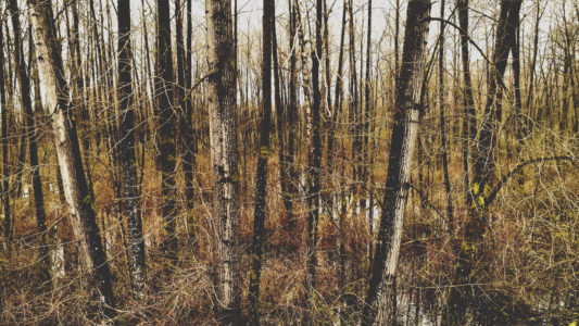 Wetland Forest