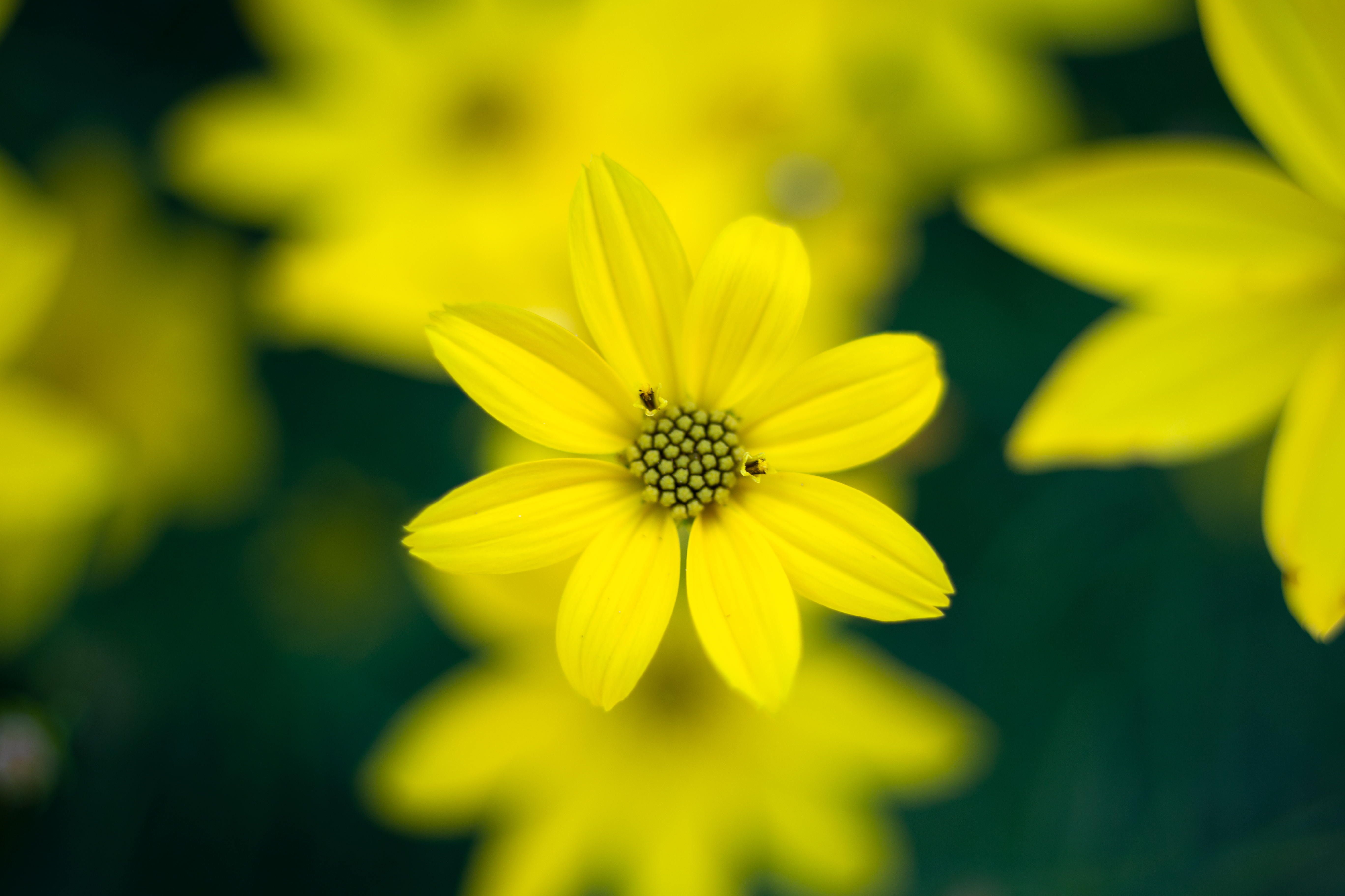 Yellow Flower Royalty-Free Stock Photo