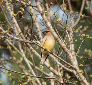 Bird Tree