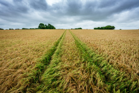 Farm Field