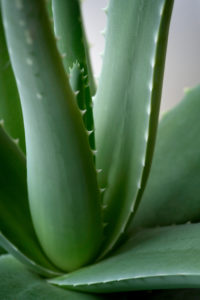 Green Plant Macro