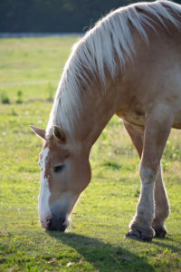 Pasture Grazing