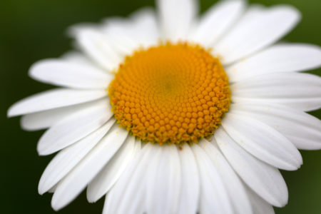 White Daisy