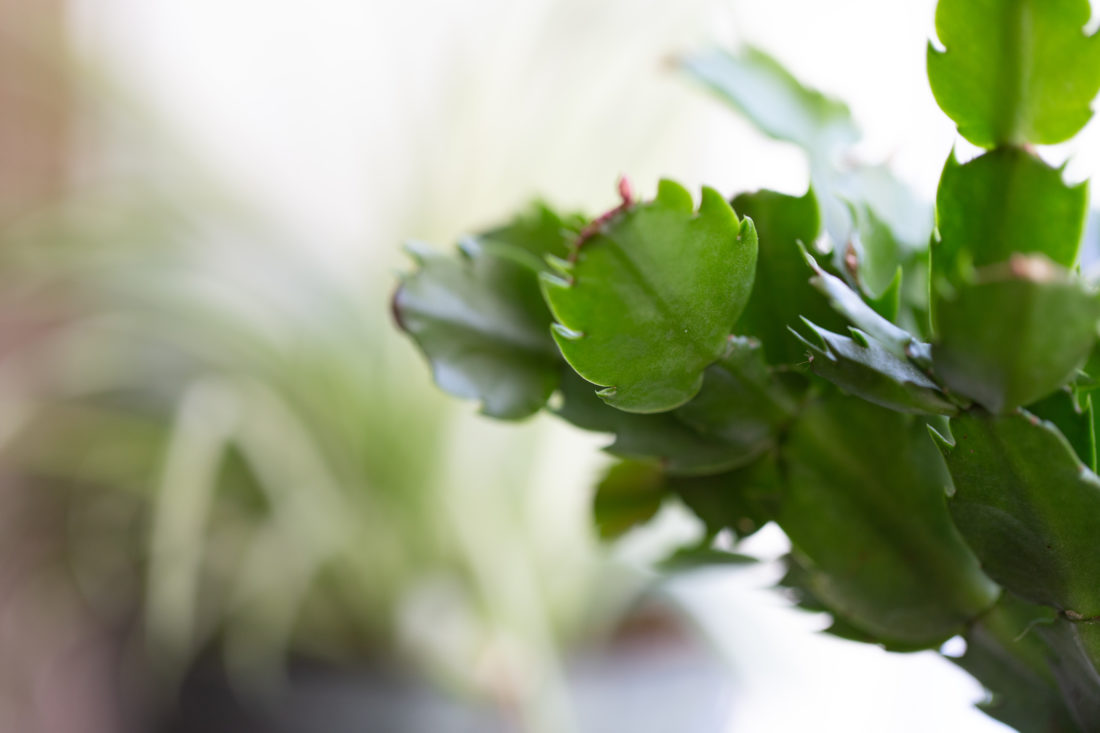 Free stock image of House Plant Close up