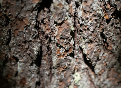 Tree Bark Background