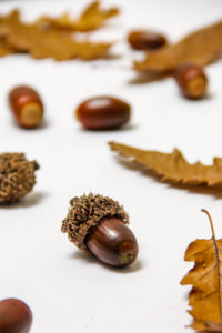 Leaves Acorns