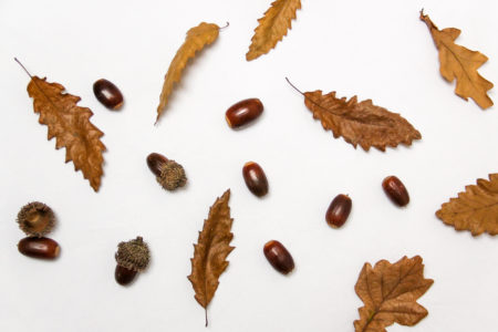 Acorns Leaves