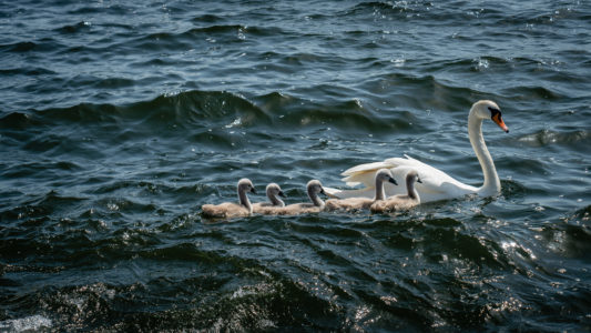 Swans Swimming