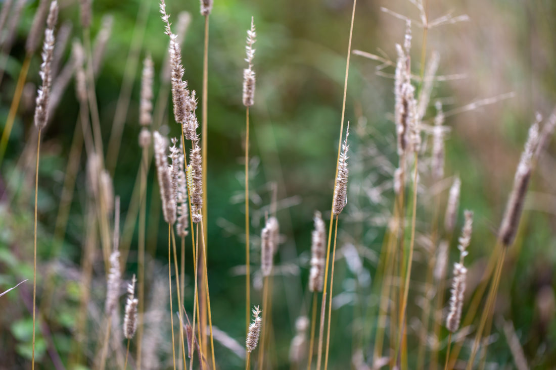 Free stock image of Tall Grass