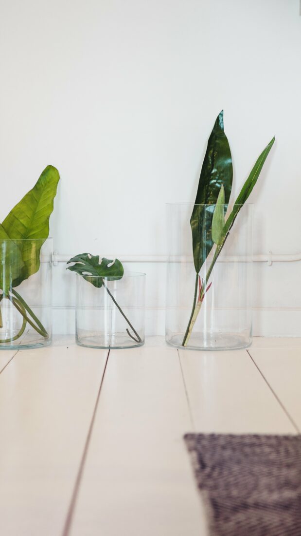 Free stock image of Simple Plants Vase