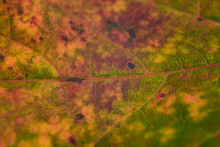 Leaf Abstract