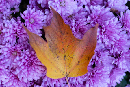 Autumn Foliage Leaf