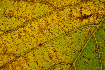 Abstract Bright Leaf