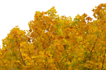 Autumn Tree Background