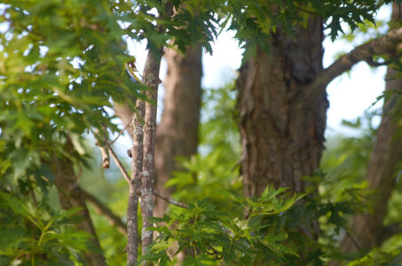 Maple Tree Leaves