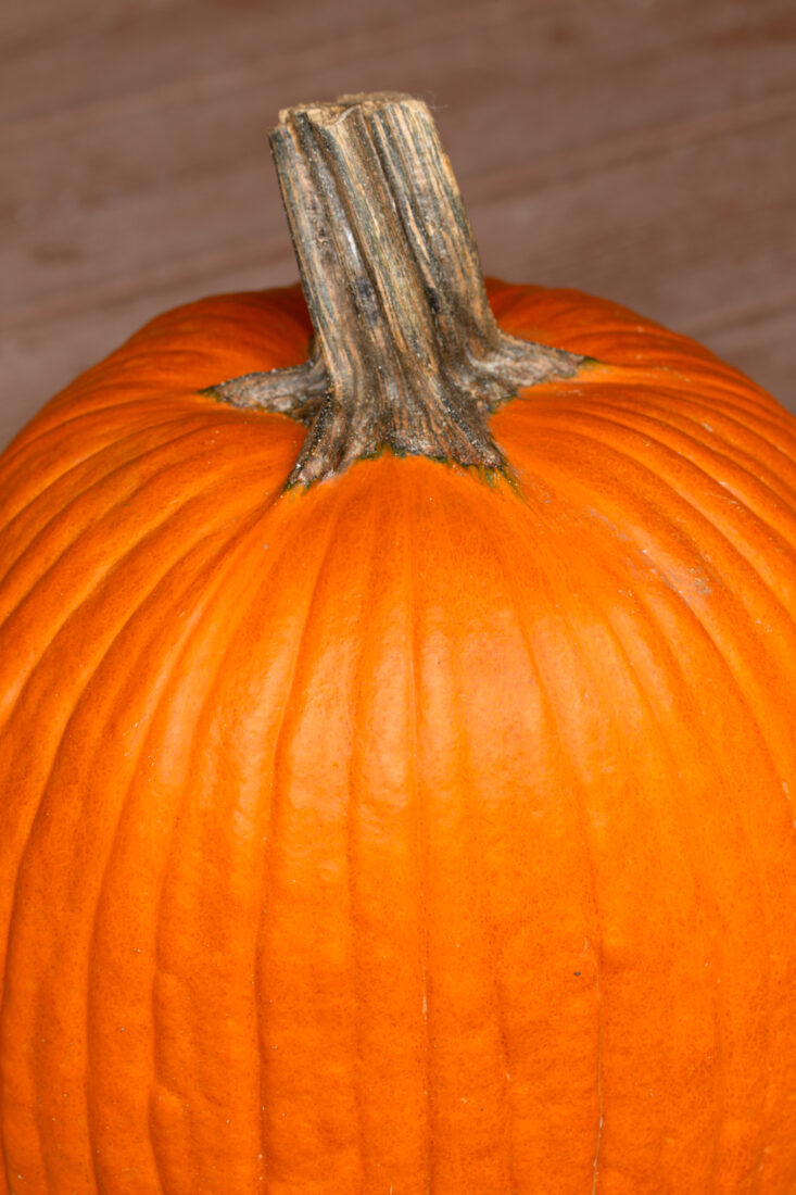 Free stock image of Autumn Pumpkin Fall
