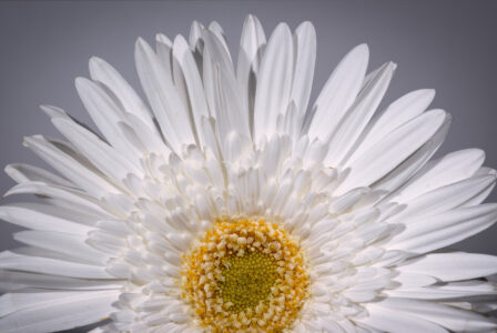 Macro Flower Petals