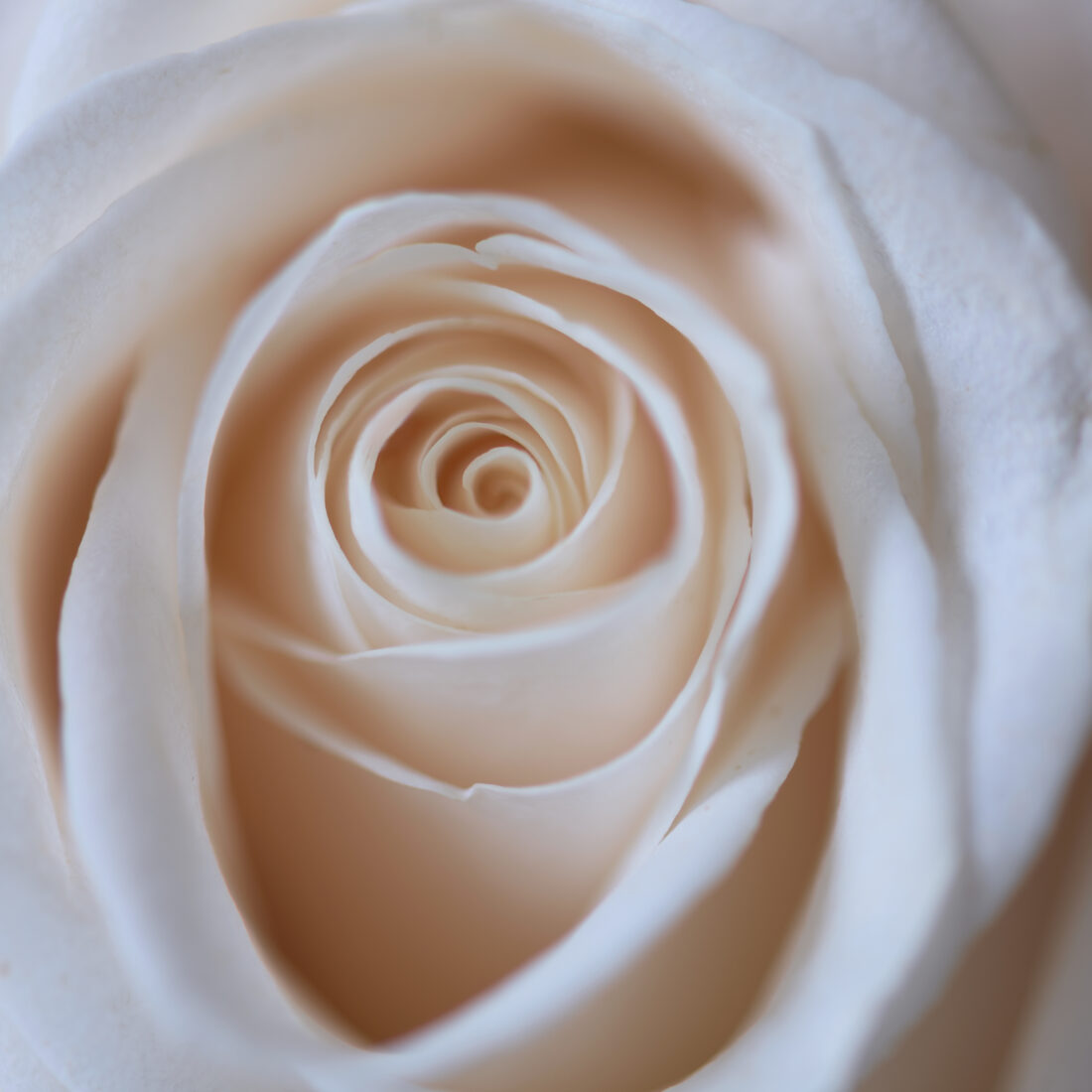 Free stock image of Pink Rose Close up