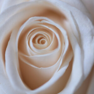 Pink Rose Close up