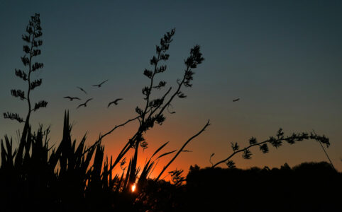 Birds Flying Silhouette