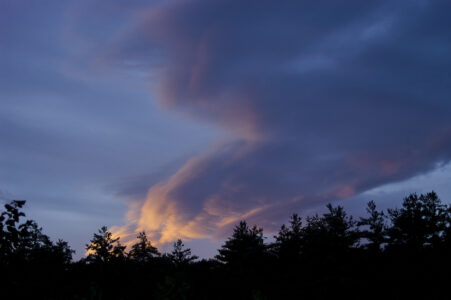 Sunset Trees