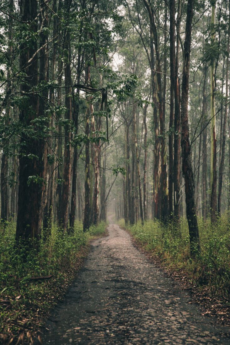 Free stock image of Forest Hiking Path