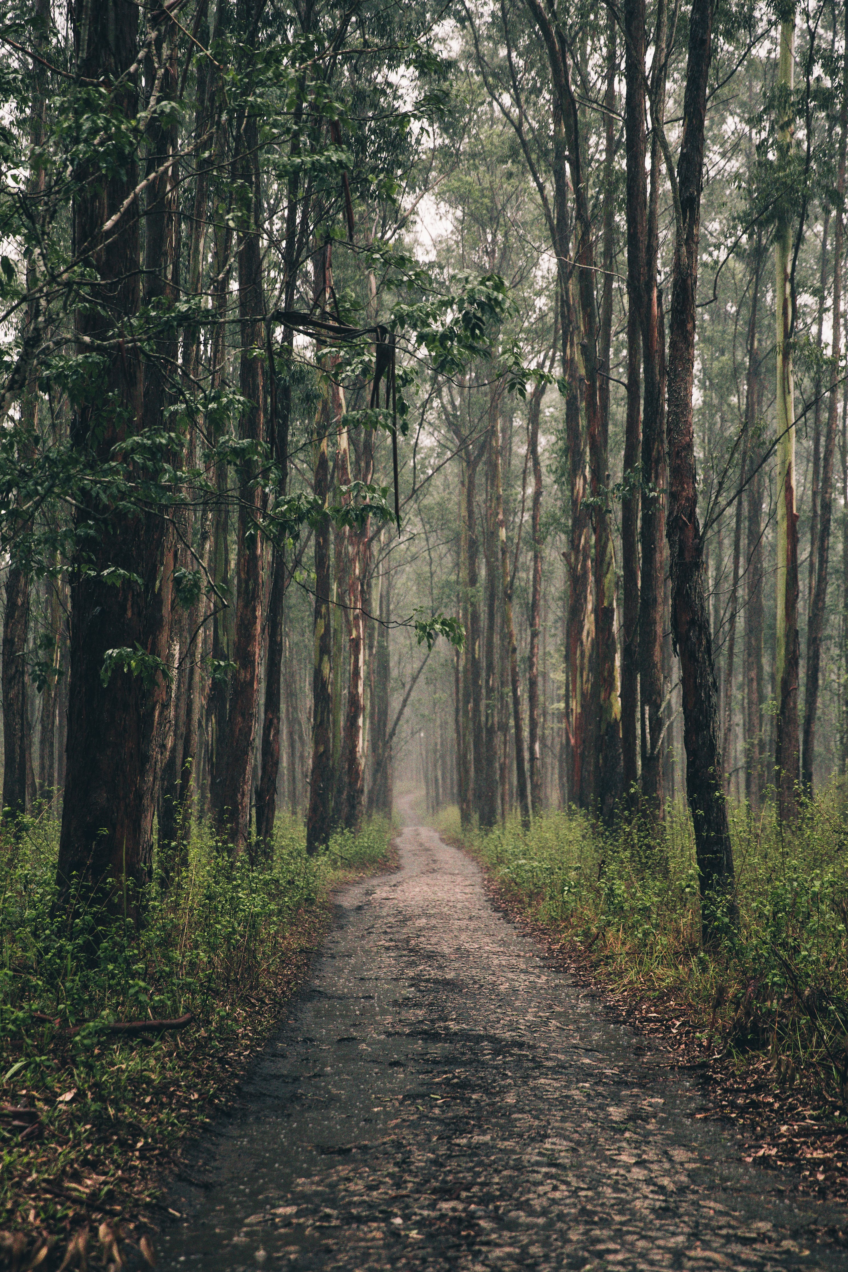 Forest Hiking Path Royalty-Free Stock Photo and Image