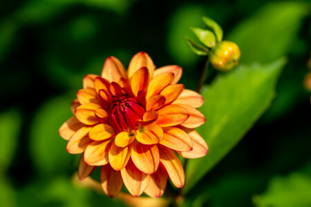 Orange Flower