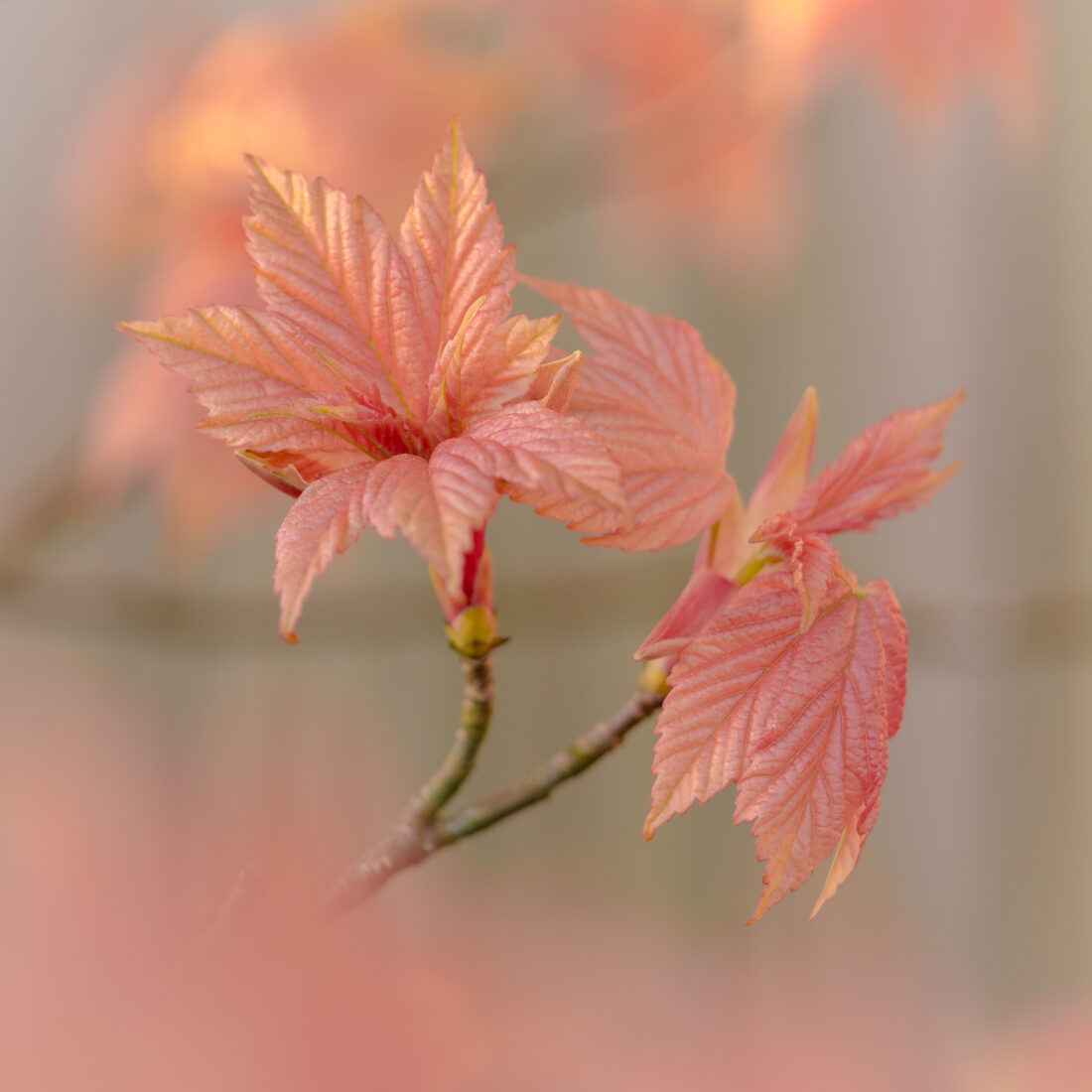 Free stock image of Pink Leaves Close up