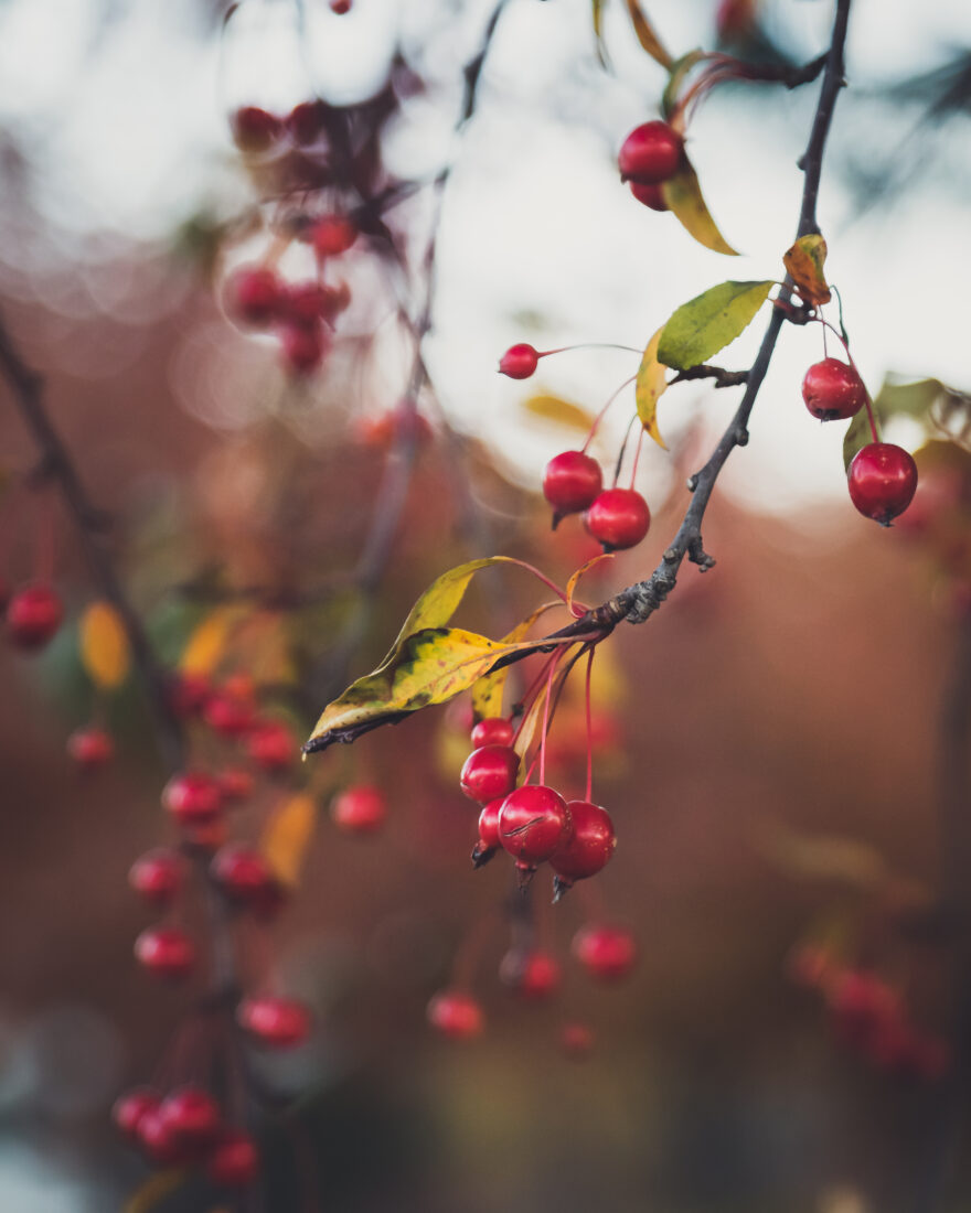 Free stock image of Red Berries Tree