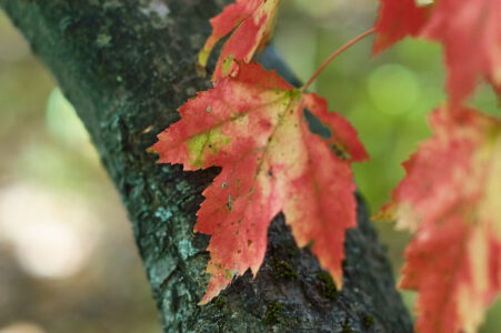 Fall Leaf Autumn