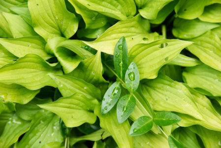 Wet Leaves Plant