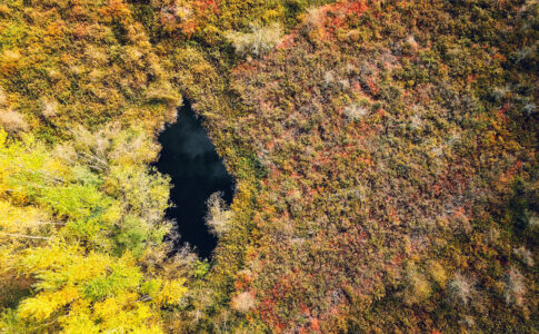 Aerial Forest Nature