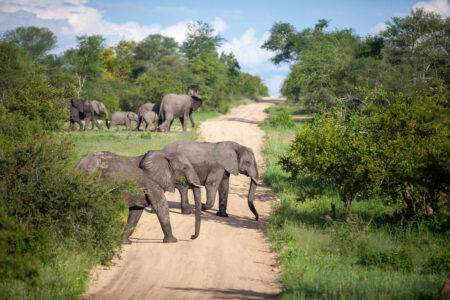 Elephants Africa