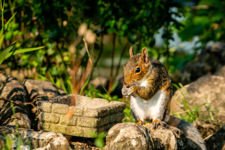 Squirrel Nature Eating