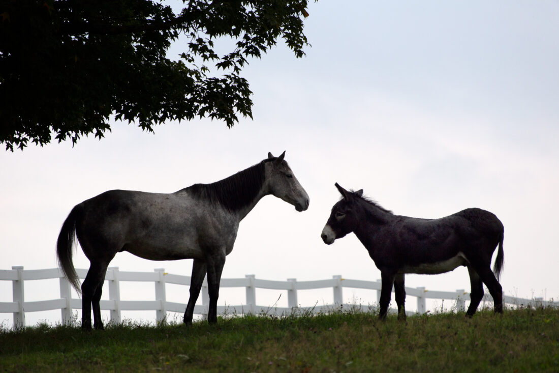 Free stock image of Horses Pasture Fence