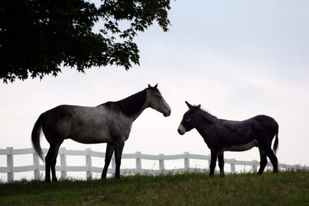 Horses Pasture Fence