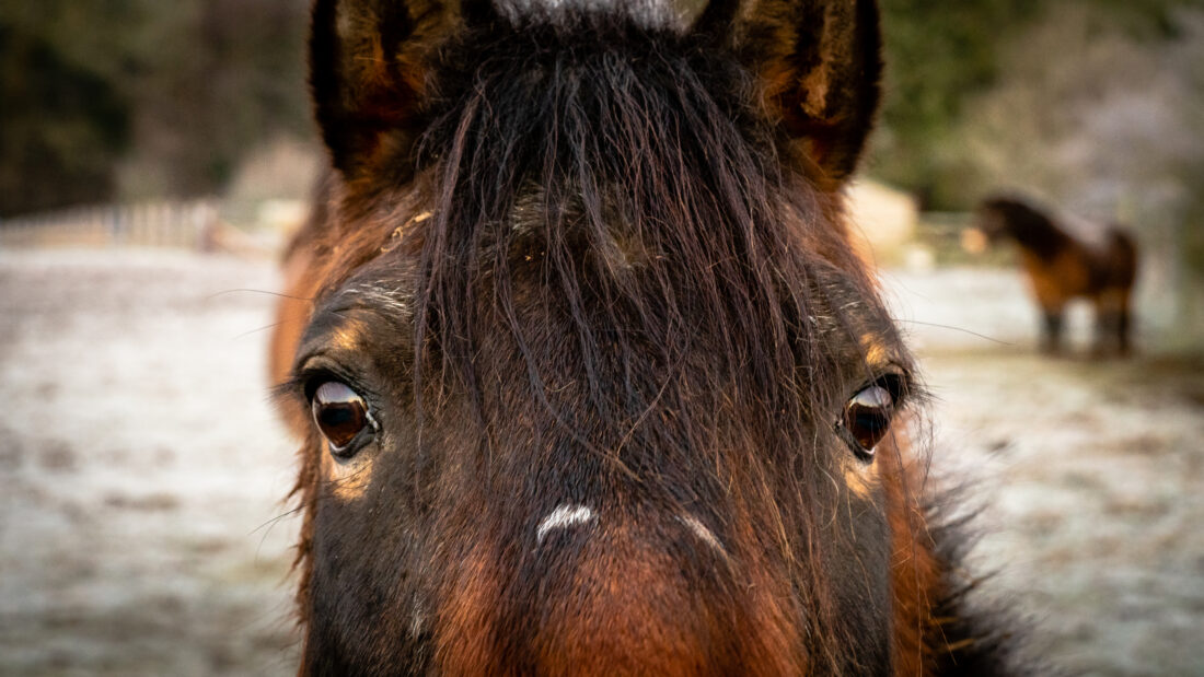 Free stock image of Horse Portrait Face