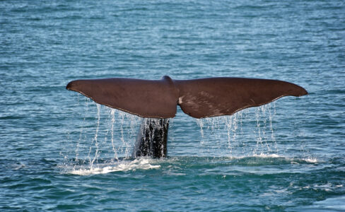 Whale Ocean Water