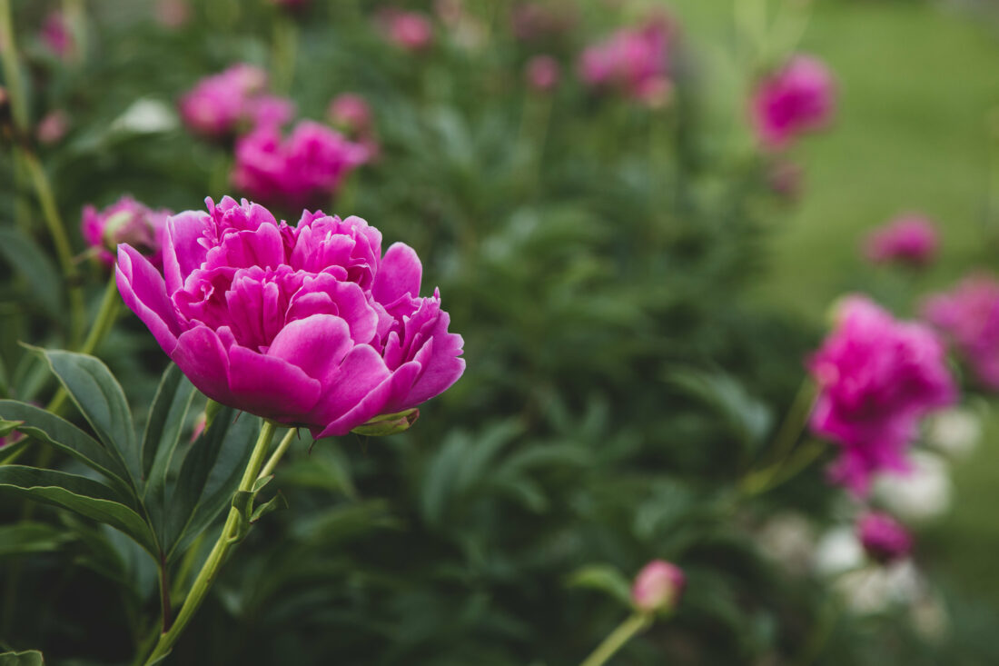 Free stock image of Pink Blossoms Garden