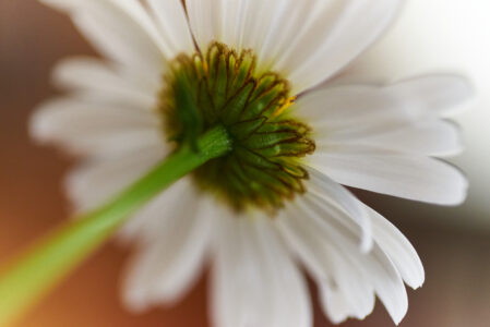 Flower Blossom Nature