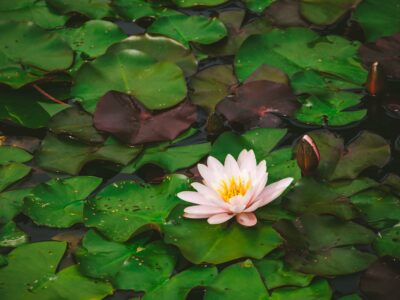 Lily Pad Water